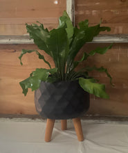 Load image into Gallery viewer, 9.5" "Hanna" Round Plant Pot with Legs
