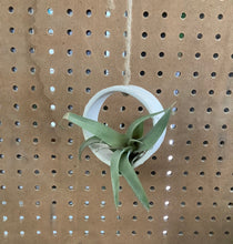 Load image into Gallery viewer, Small Hanging Air Planter 3.5"
