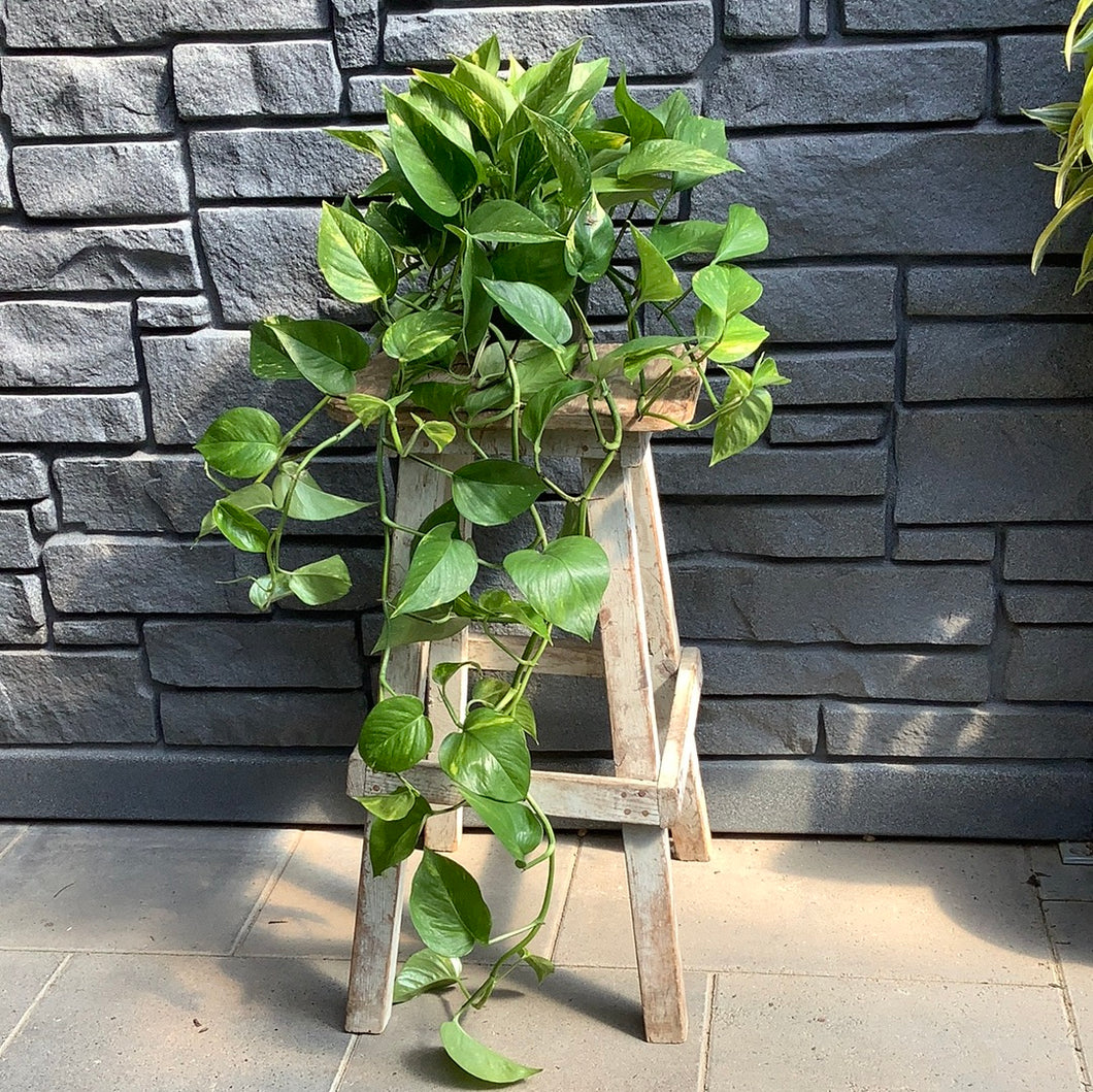 Pothos: Golden 6.5” Hanging