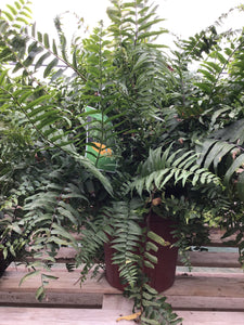 Fern Macho Hanging Basket