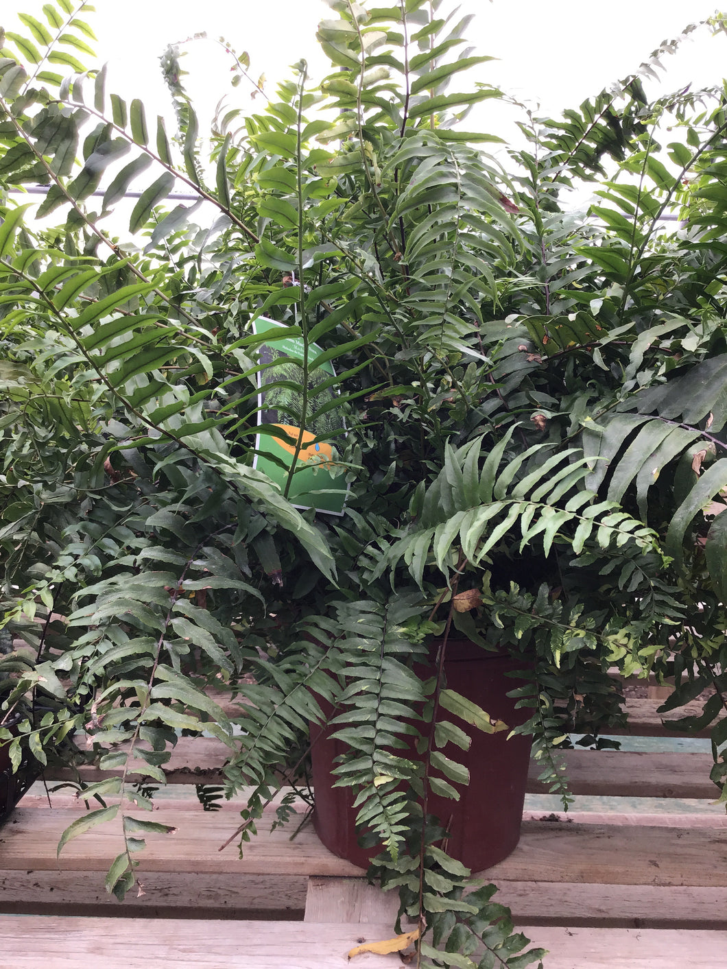 Fern Macho Hanging Basket