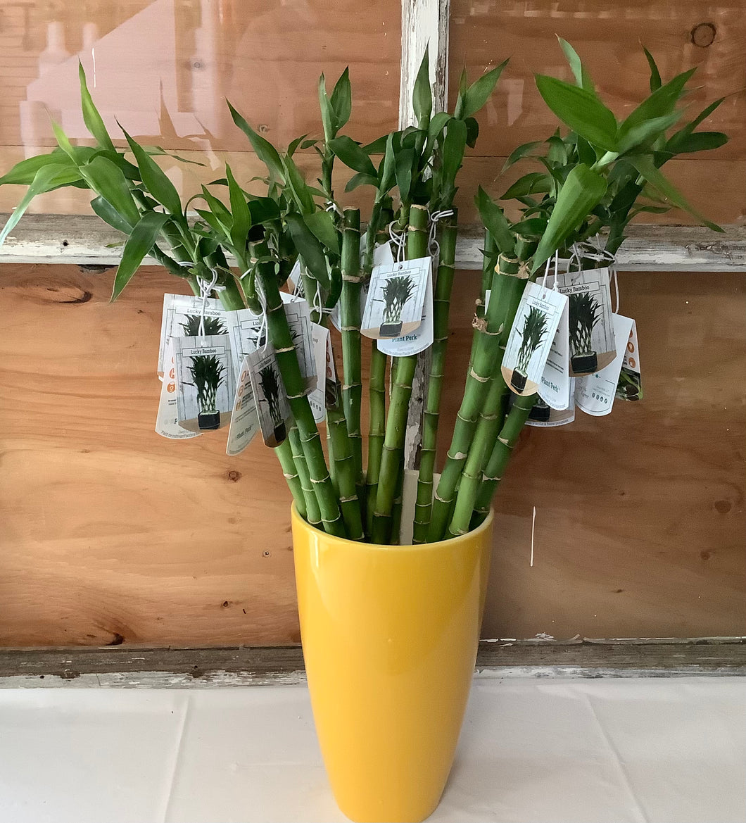 Lucky Bamboo: Straights 40cm