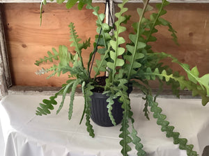 Ric Rac Hanging Basket 6"