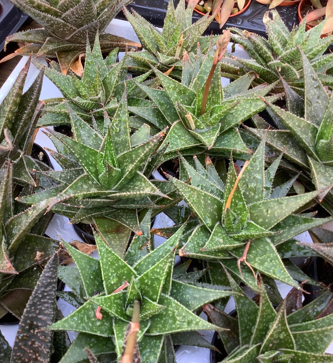 Haworthia Aloe 2.5