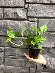 Pothos: Golden 4"
