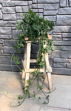 Load image into Gallery viewer, Philodendron: Swiss Cheese Hanging basket 6&quot;
