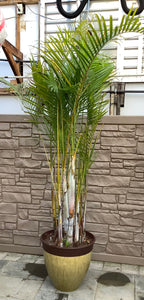 Palm Dypsis Potted in Yellow Bamboo Rim Pot 22.25"
