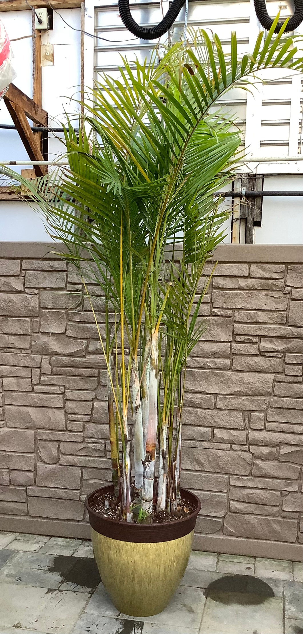 Palm Dypsis Potted in Yellow Bamboo Rim Pot 22.25