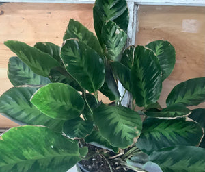 Calathea Misto 6"