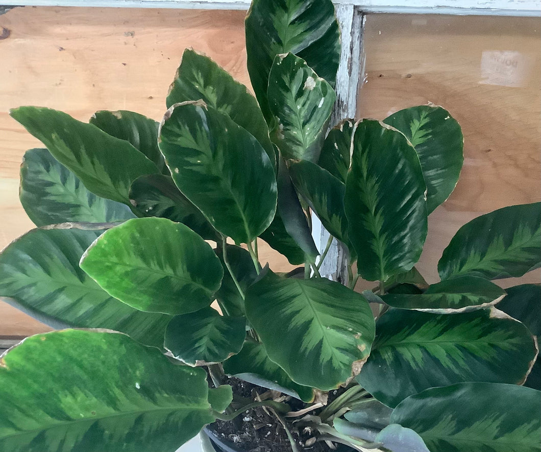 Calathea Misto 6