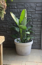 Load image into Gallery viewer, 25.5&quot; Linea Low Rose Pot

