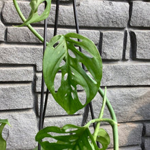 Load image into Gallery viewer, Philodendron: Swiss Cheese Hanging basket 6&quot;
