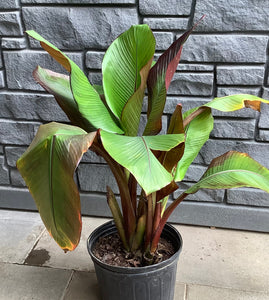 Banana- Ensete Maurelii  10"