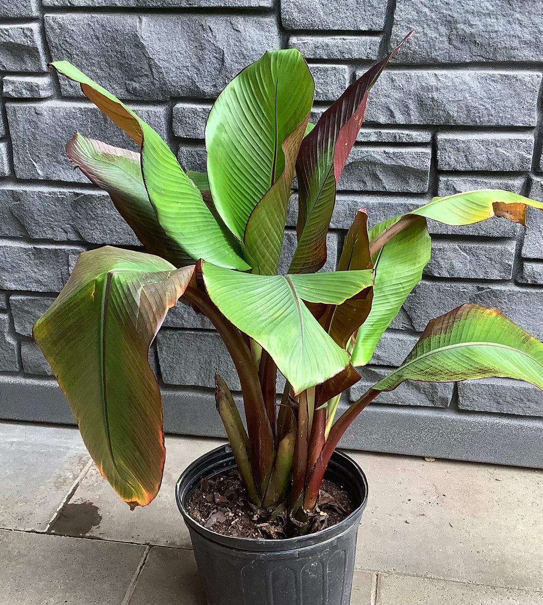 Banana- Ensete Maurelii  10