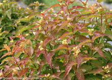 Load image into Gallery viewer, Honeysuckle:  'Kodiak Orange (PW)'
