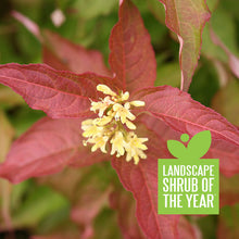 Load image into Gallery viewer, Honeysuckle:  'Kodiak Orange (PW)'
