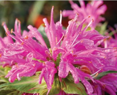 Bee-Balm:  'Grand Parade' - 1 Gal(Jf)