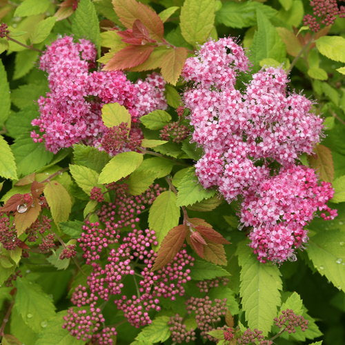 Spirea:  'Double Play® Big Bang' - 8