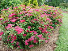 Load image into Gallery viewer, Spirea:  &#39;Double Play® Doozie&#39;™ - 8&quot; (PW) (Bl)
