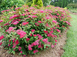 Spirea:  'Double Play® Doozie'™ - 8" (PW) (Bl)
