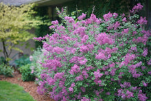 Load image into Gallery viewer, Lilac: 'Bloomerang® Dark Purple Dwarf' PW - 8" (Bl)
