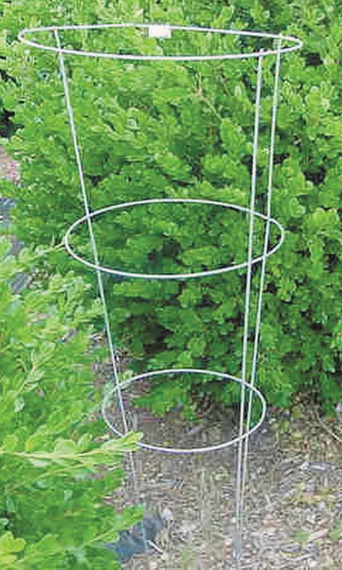 Peony Tomato Cage 30